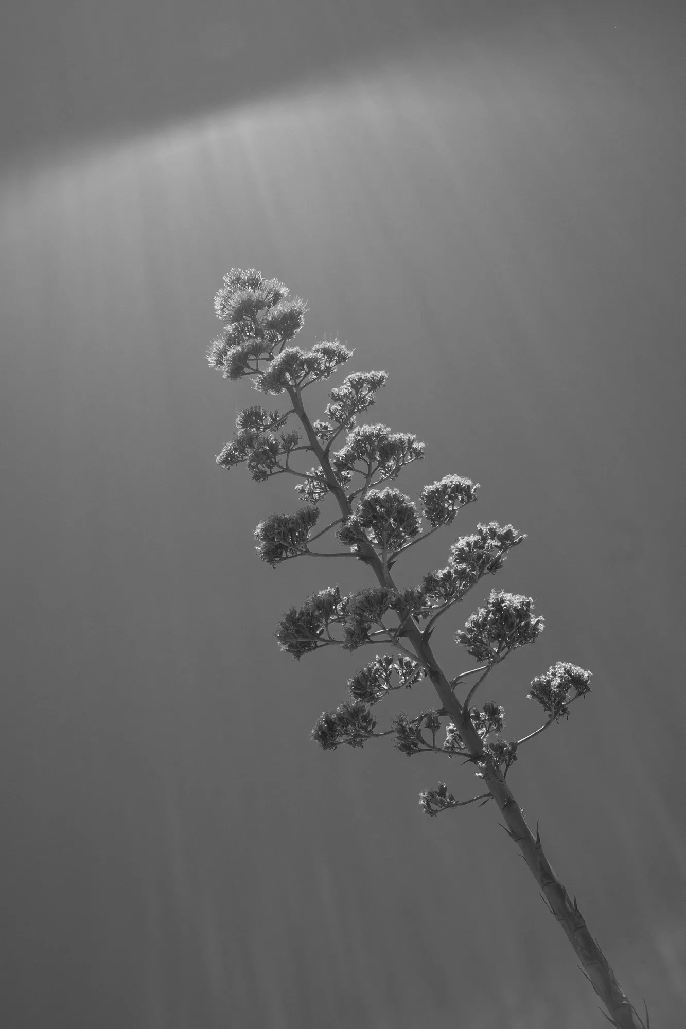 2022-02-14 - Cape Town - Tree in front of the sky